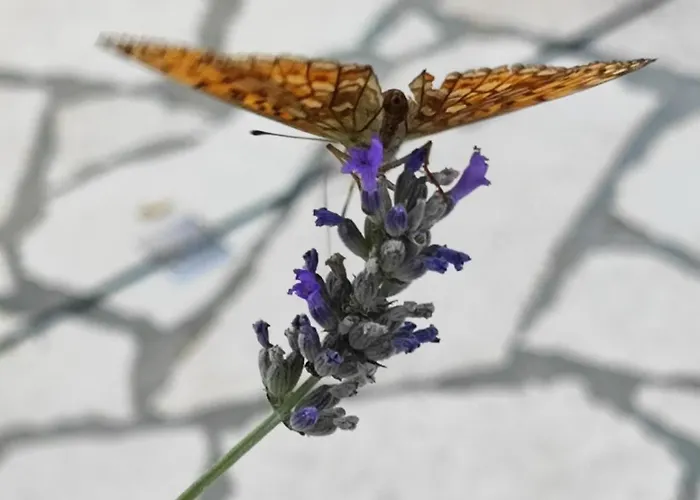 Skulka - Cres Island