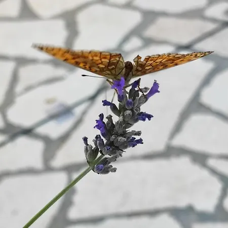 Skulka - Cres Island